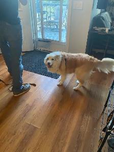 Experience, pet sitter - Photo 9