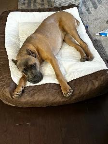 Experience, pet sitter - Photo 10