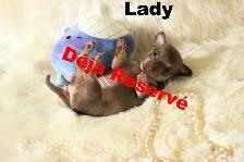 VENDU Chihuahua❤️ Femelle chocolat ❤️100% Garantie Top Qualité