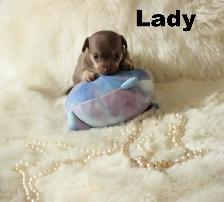 VENDU Chihuahua❤️ Femelle chocolat ❤️100% Garantie Top Qualité - Photo 2