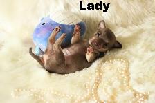 VENDU Chihuahua❤️ Femelle chocolat ❤️100% Garantie Top Qualité - Photo 3