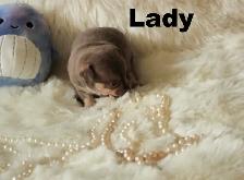 VENDU Chihuahua❤️ Femelle chocolat ❤️100% Garantie Top Qualité - Photo 4