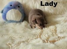 VENDU Chihuahua❤️ Femelle chocolat ❤️100% Garantie Top Qualité - Photo 5