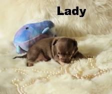 VENDU Chihuahua❤️ Femelle chocolat ❤️100% Garantie Top Qualité - Photo 6