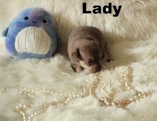 VENDU Chihuahua❤️ Femelle chocolat ❤️100% Garantie Top Qualité - Photo 7