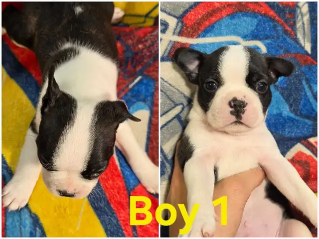 Boston Terrier Pups