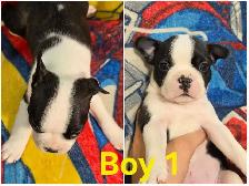 Boston Terrier Pups