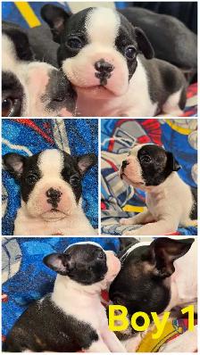 Boston Terrier Pups - Photo 2
