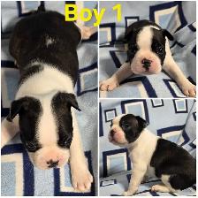 Boston Terrier Pups - Photo 3