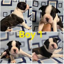 Boston Terrier Pups - Photo 4