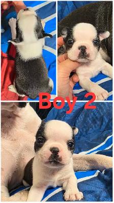 Boston Terrier Pups - Photo 5