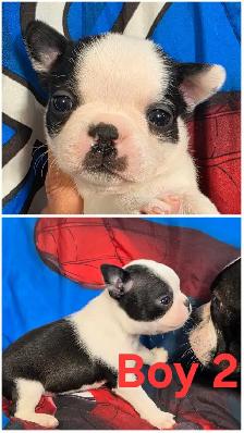 Boston Terrier Pups - Photo 6