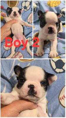 Boston Terrier Pups - Photo 7