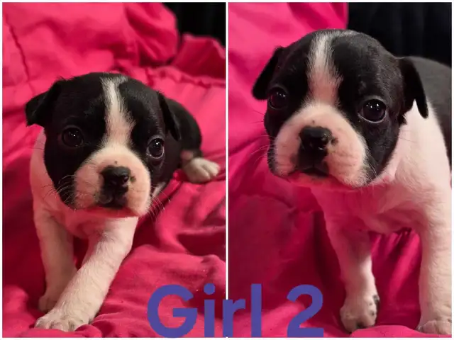 Five Boston Terrier Pups
