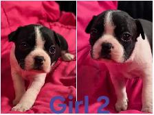Five Boston Terrier Pups