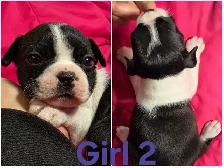 Five Boston Terrier Pups - Photo 2
