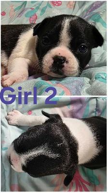 Five Boston Terrier Pups - Photo 3