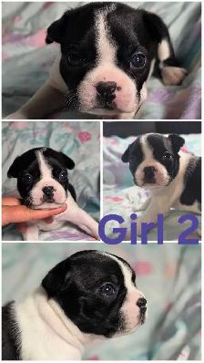Five Boston Terrier Pups - Photo 4