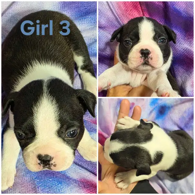 4 Boston Terrier Pups