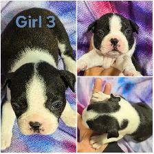 4 Boston Terrier Pups