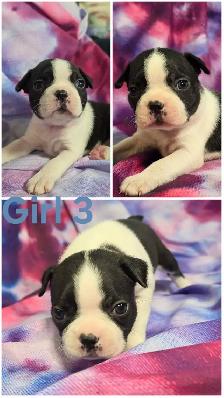 4 Boston Terrier Pups - Photo 2