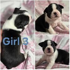 4 Boston Terrier Pups - Photo 3