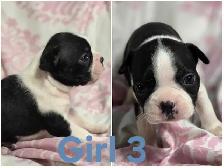 4 Boston Terrier Pups - Photo 4