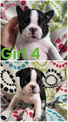 4 Boston Terrier Pups - Photo 5