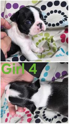 4 Boston Terrier Pups - Photo 6