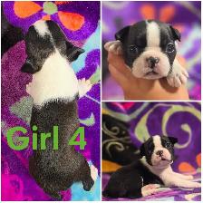4 Boston Terrier Pups - Photo 7