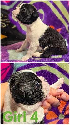 4 Boston Terrier Pups - Photo 8