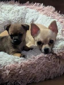 Bb chihuahua - Photo 2