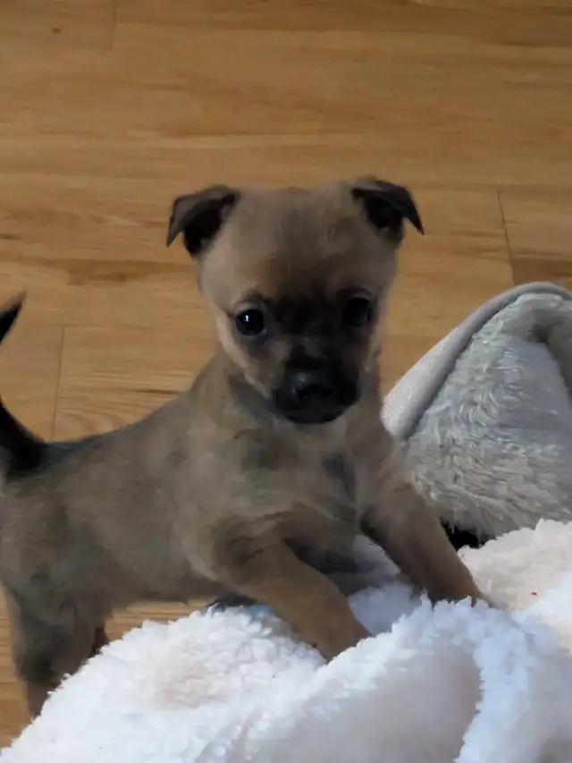 Chihuahua