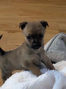 Chihuahua