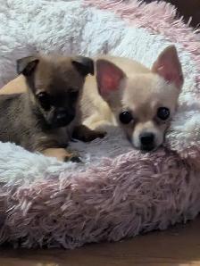 Chihuahua - Photo 2