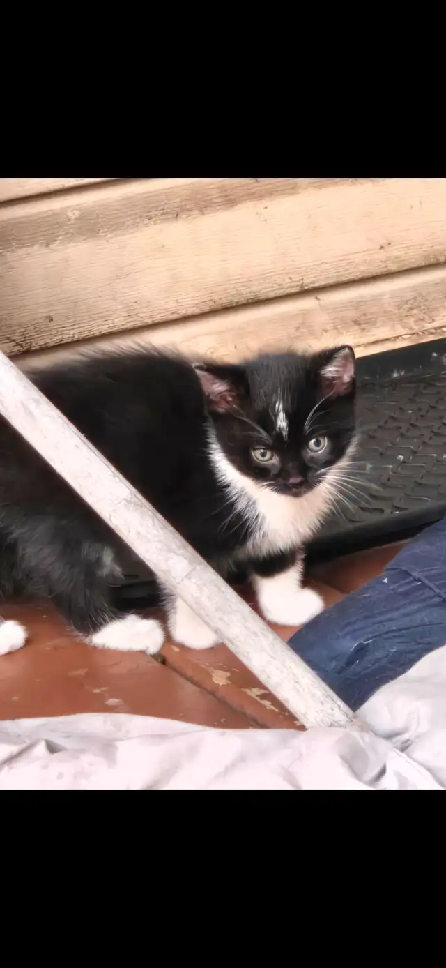 Chaton femelle nee 28 aout 2026