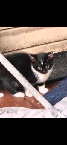 Chaton femelle nee 28 aout 2026