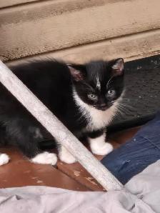 Chaton femelle nee 28 aout 2026 - Photo 2