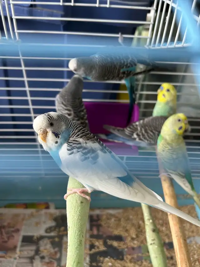 birds for sale