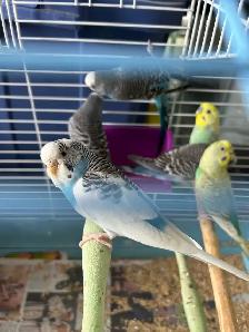 birds for sale