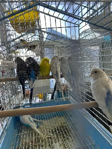 birds for sale - Photo 2