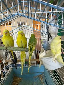 birds for sale - Photo 3