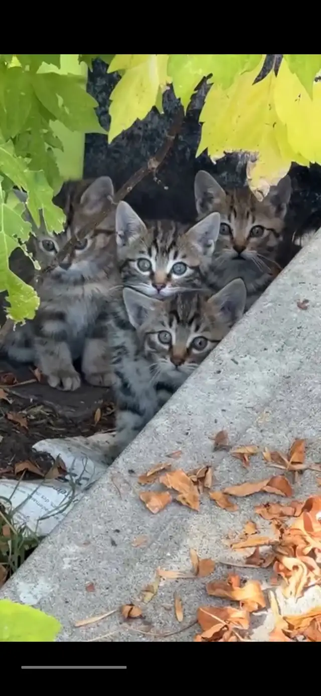 8 week kittens $30