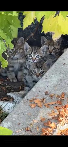 8 week kittens $30