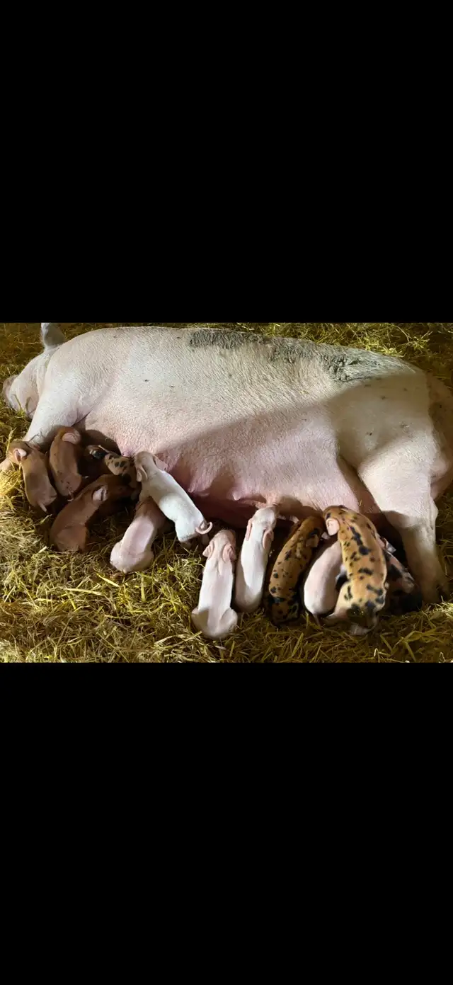 piglets born Oct 2nd