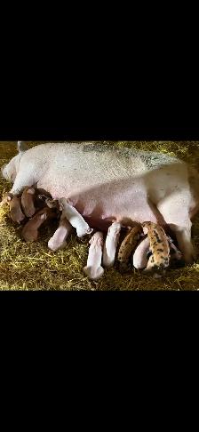 piglets born Oct 2nd