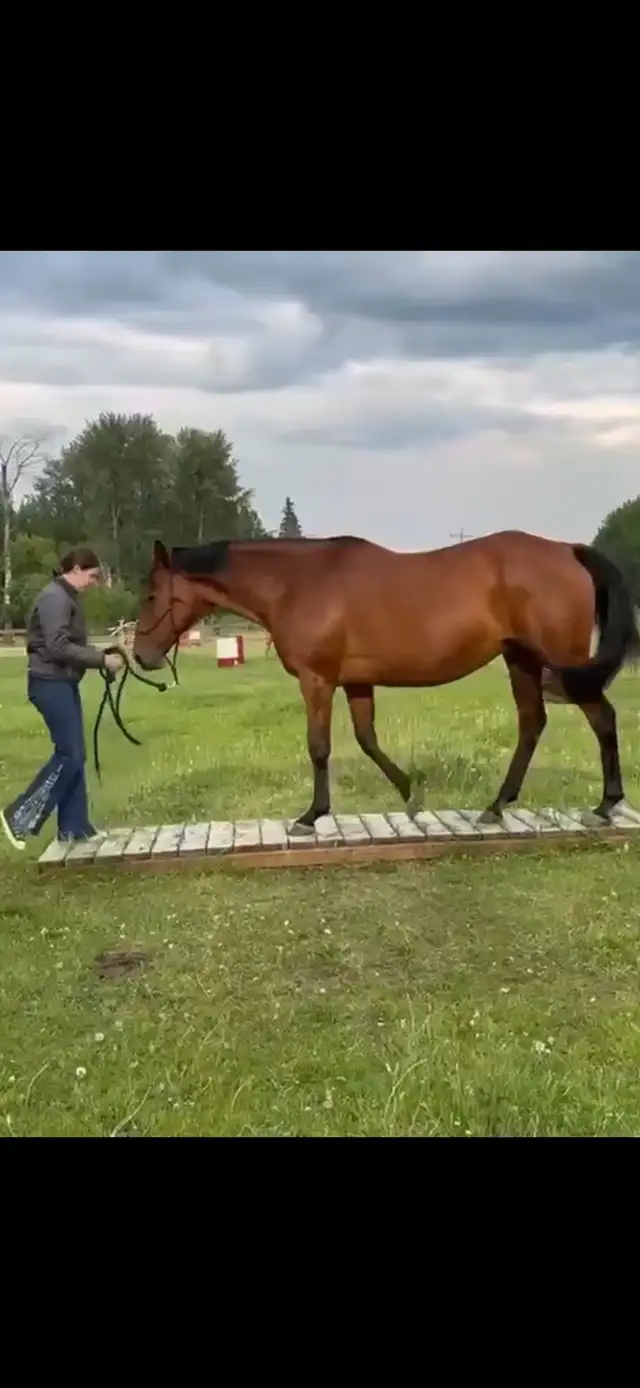 Throughobred Mare (family safe)