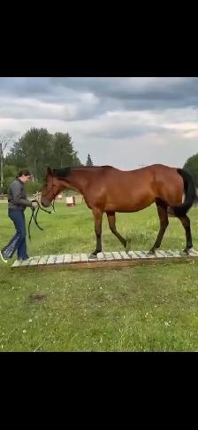 Throughobred Mare (family safe)