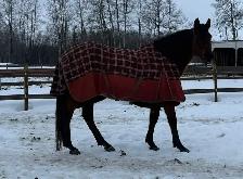 Throughobred Mare (family safe) - Photo 4