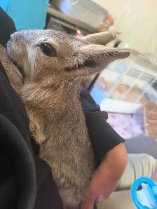 Mara de Patagonie